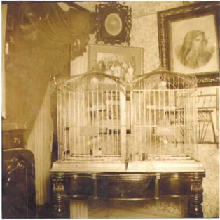 Anna's Birds