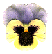The Flower Stories