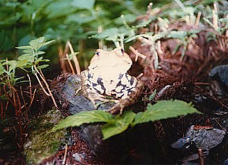 A frog