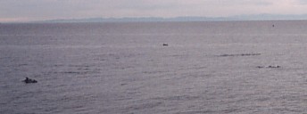 Dolphins in the Japanese Sea