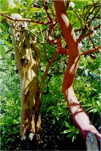 Mature Madrone