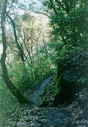 In the rainforest at the top of the ridge