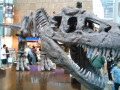 翻生侏羅館 Night at the Museum