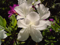 Some flowers taken by my mobile phone !