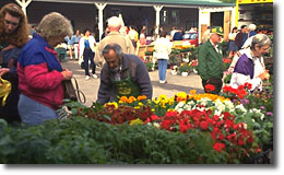 blooms.jpg (22273 bytes)