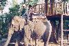 Day 13 - Royal Chitwan National Park