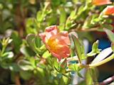 Img_0711_s.jpg
