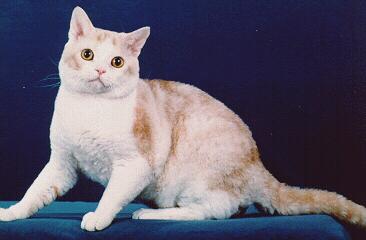 American Wirehair