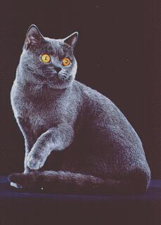 British Shorthair