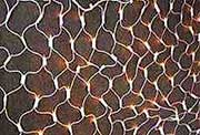 Star net Lights