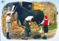 Shire Horse