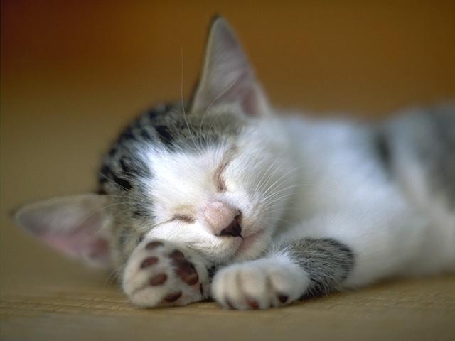 cat02.jpg (23325 bytes)