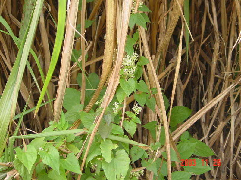 L,plant killer,Da,۫n