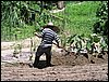 traditional_life_5.jpg