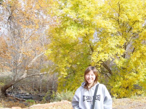 the trees are very beautiful!!!
