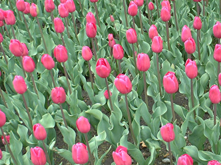 Holland {