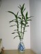 Thumbs/tn_img0070.jpg