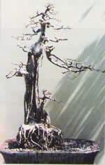 欺霜傲雪