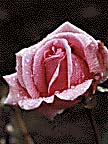 pink rose