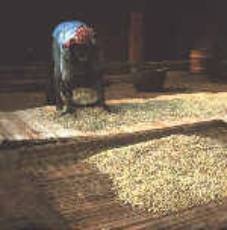 Drying the beans