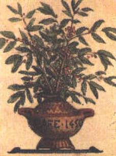 Drawing of Coffee Plant, circa 1450 AD
