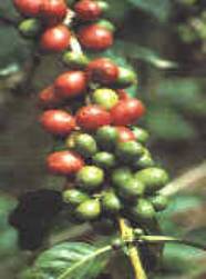 Coffee Cherries