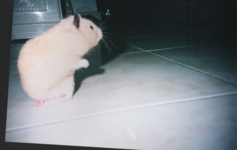 ../Images/Img49.jpg