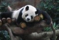 Thumbs/tn_Img13.jpg