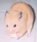 Thumbs/tn_Img32.jpg