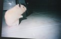 Thumbs/tn_Img49.jpg