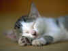 c26.jpg (68365 Ӧ줸)