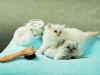 c175.jpg (107219 Ӧ줸)