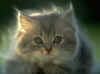 c184.jpg (74981 Ӧ줸)