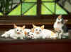 c201.jpg (92624 Ӧ줸)