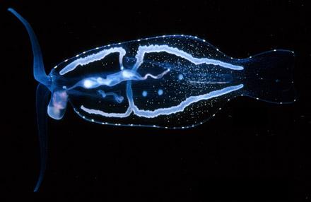 phylliroe
