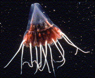 redjelly