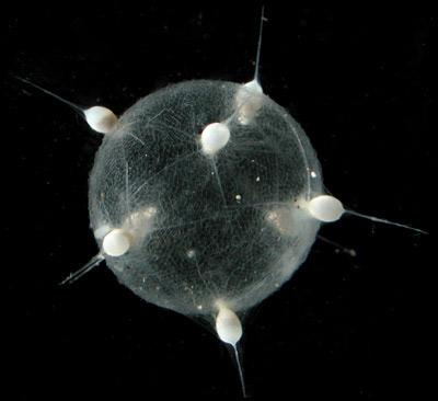 Tcygneum
