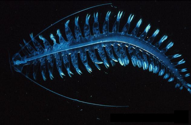 tomopteris