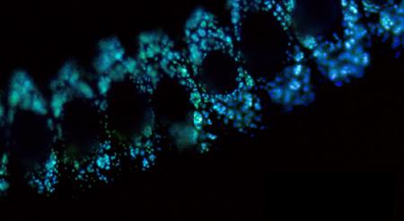vamptentfluor