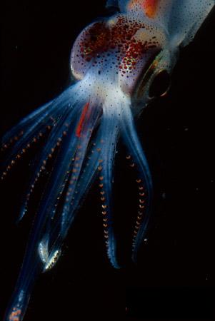 abraliopsis