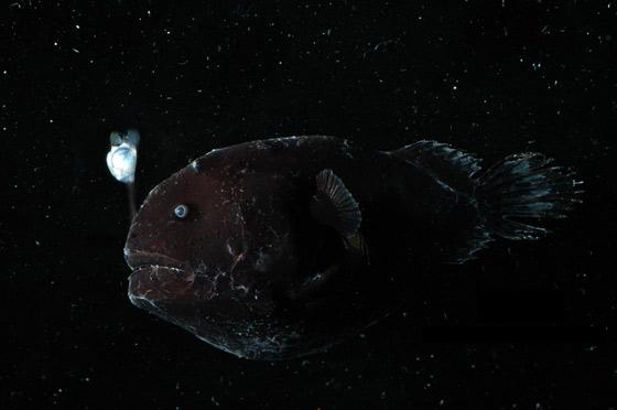 angler