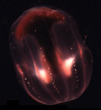 bathyctena