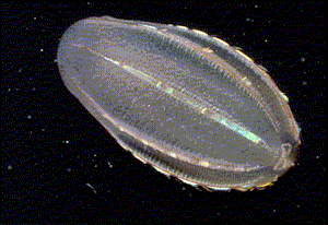 combjelly