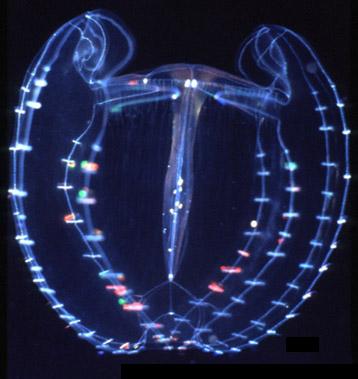 deiopea