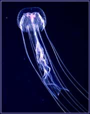 jellyfish