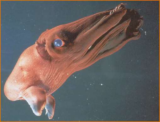 Vsquid