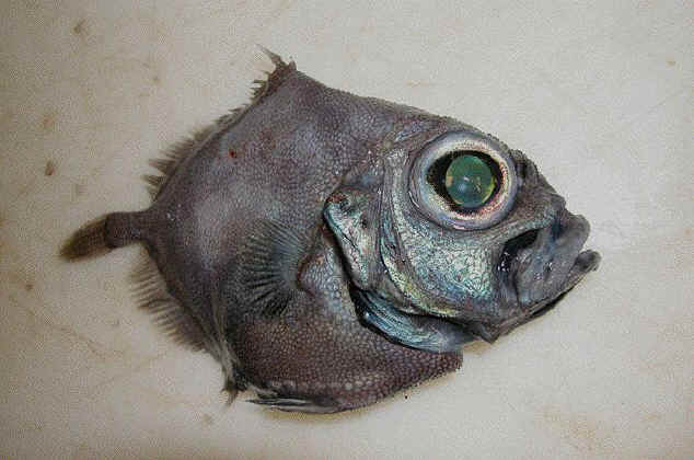 oreo dory