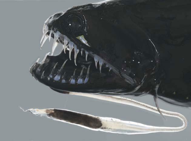 black dragonfish