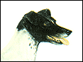 uyKQ Fox Terrier(Smooth)
