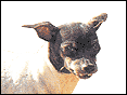 饻 Japanese Terrier